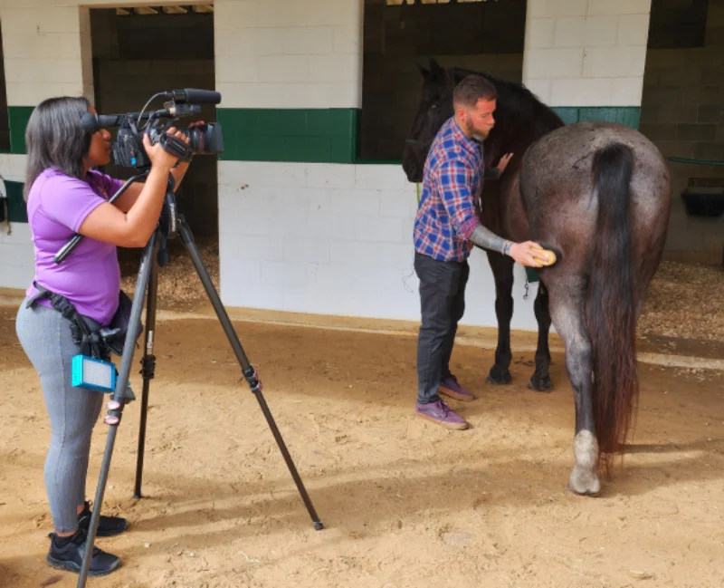 Mending Fences Horse Therapy