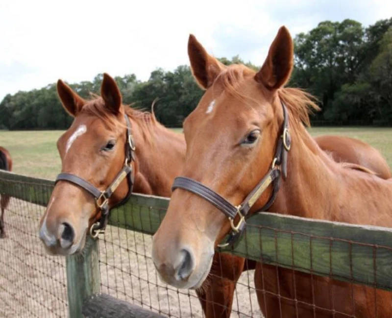 Mending Fences Horse Therapy