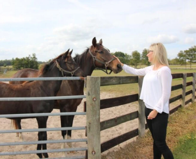 Mending Fences Horse Therapy